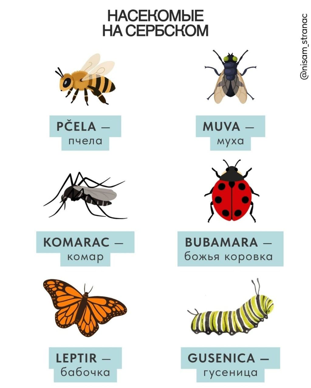 Карточка «Насекомые на сербском»: pčela, muva, komarac, bubamara, leptir, gusenica