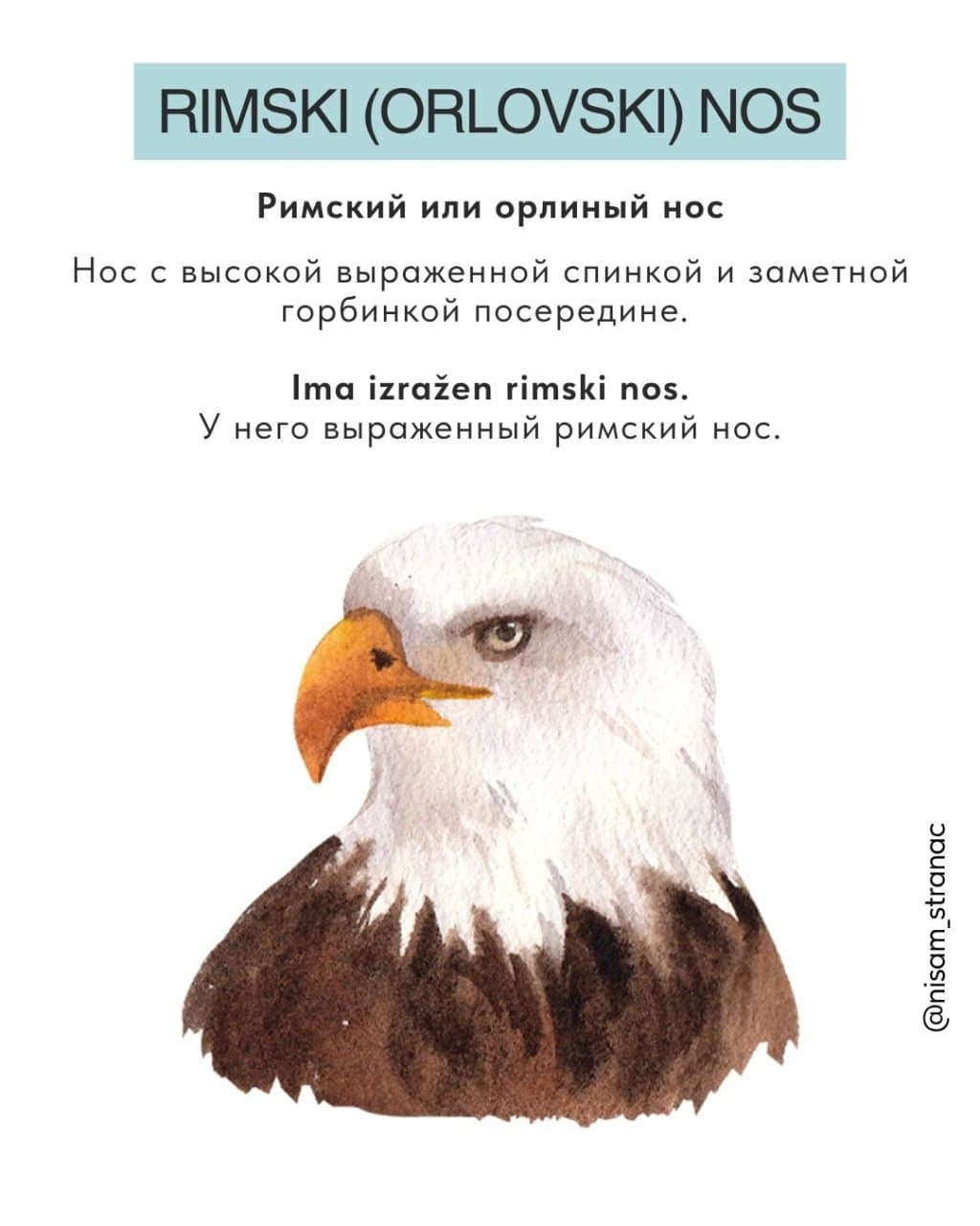Карточка «Rimski (orlovski) nos» — римский или орлиный нос по-сербски